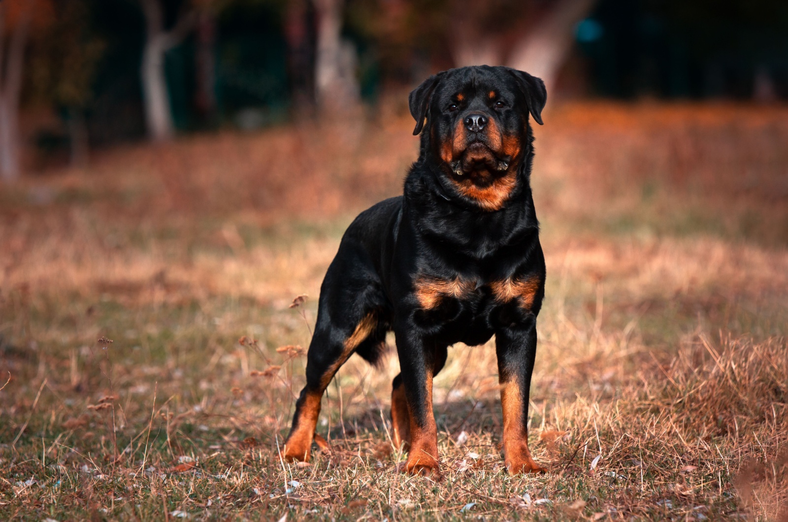 Rottweiler