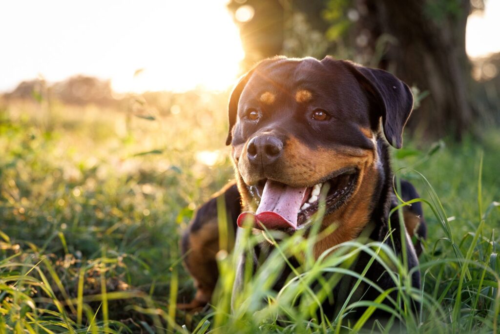 Rottweiler