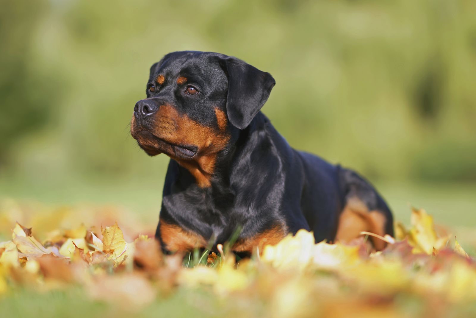 Rottweiler dog lying