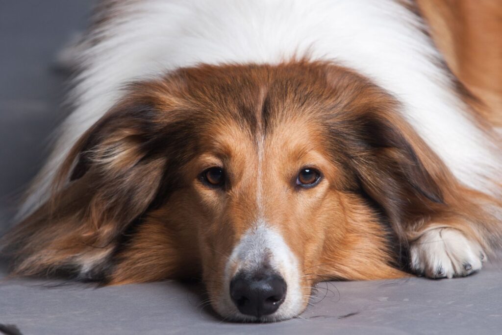 Rough Collie