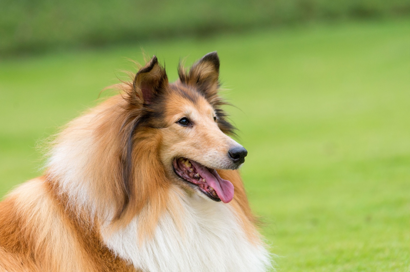 Rough Collie