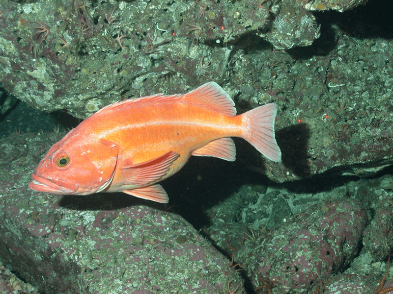 Rougheye Rockfish