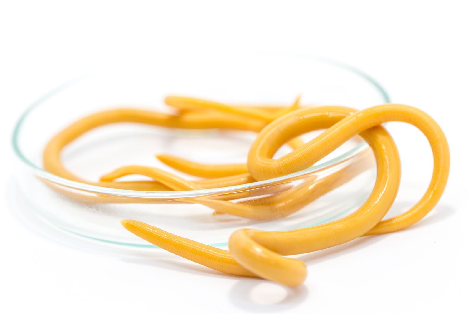 Roundworms