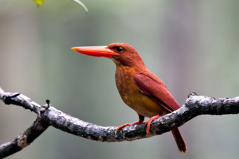 Ruddy Kingfisher (Halcyon coromanda)