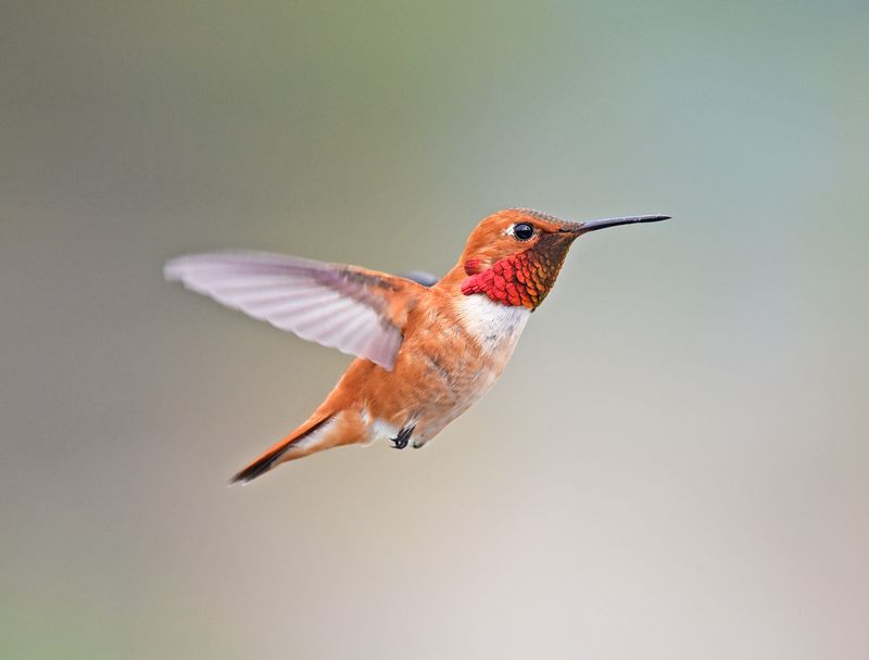 Rufous Hummingbird (Selasphorus rufus)