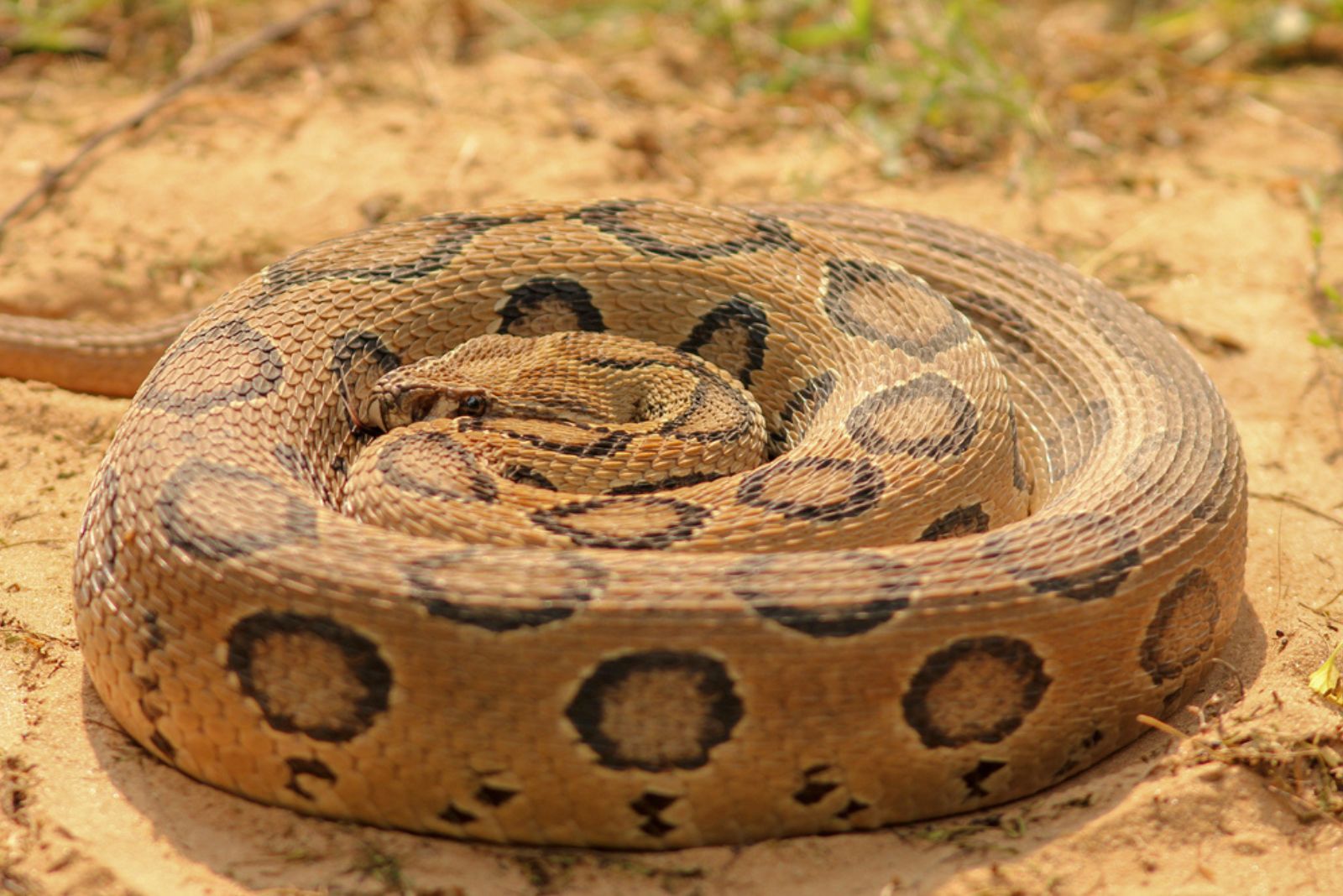 Russel’s Viper snake