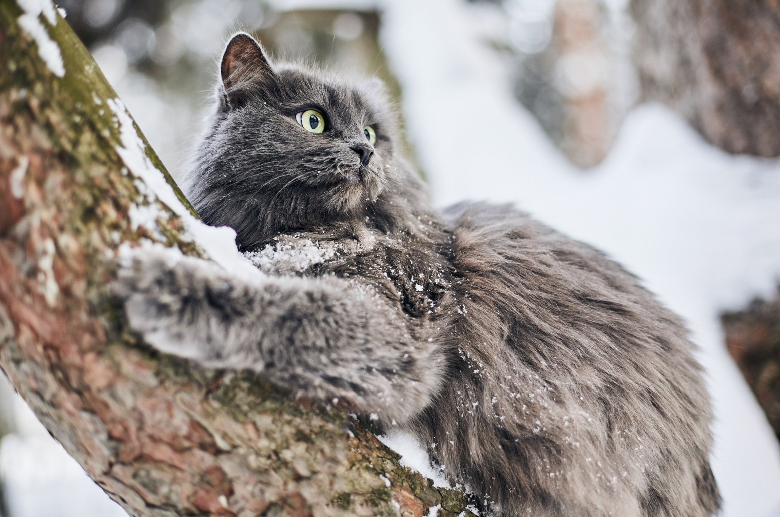 Russian Blue Cat