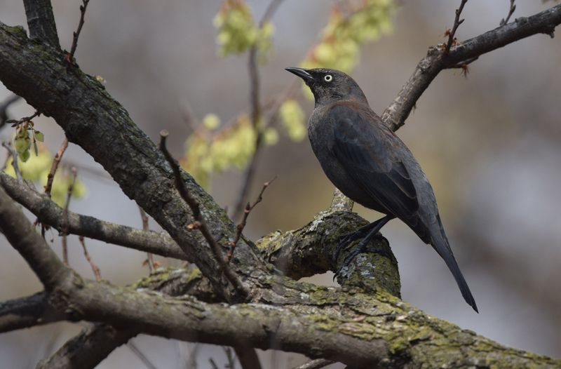 Rusty Blackbird