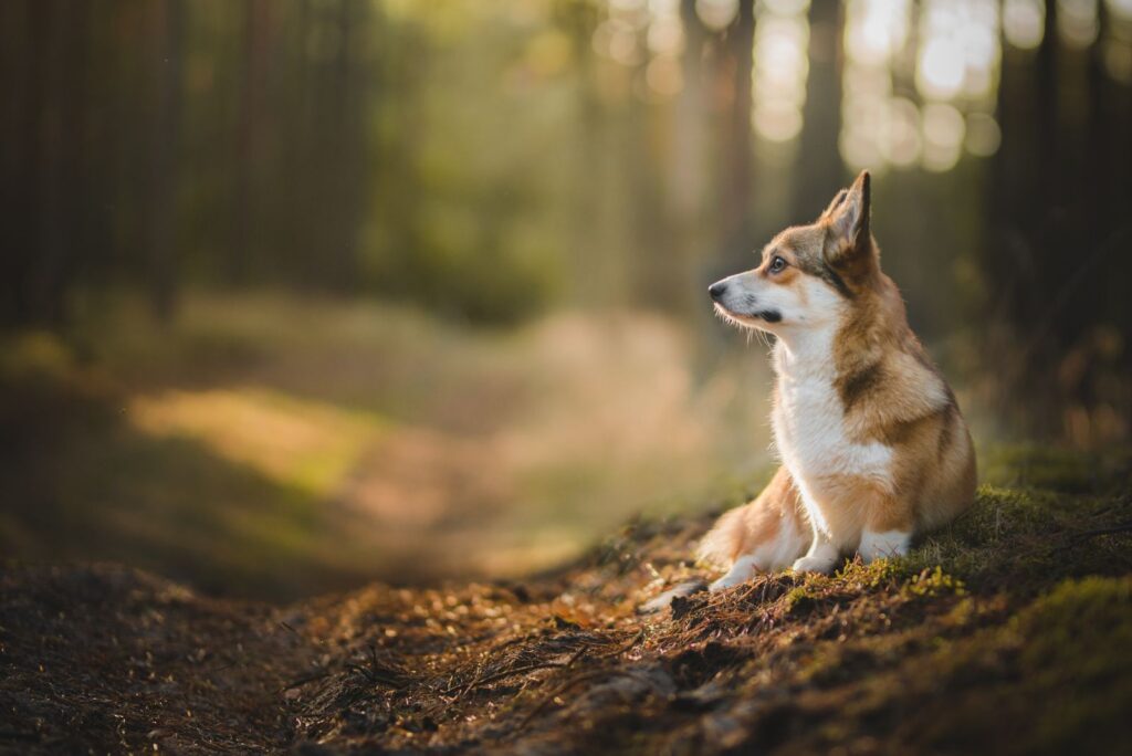 Sable and White corgi