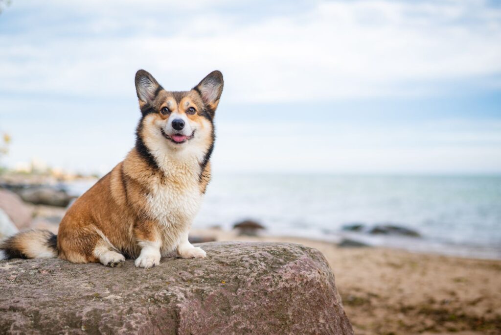 Sable corgi