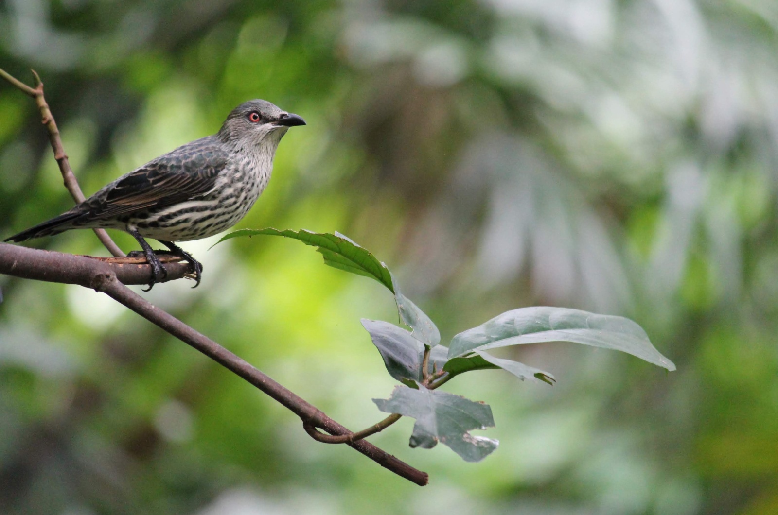 Sage Thrasher