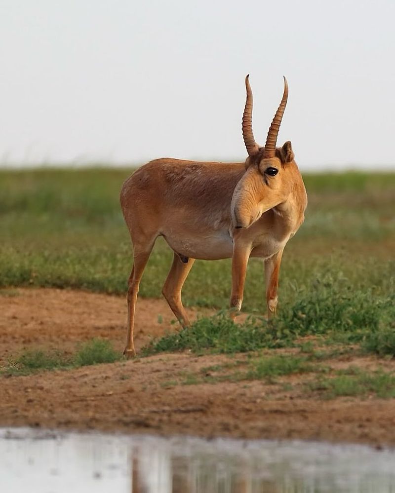 Saiga Antelope