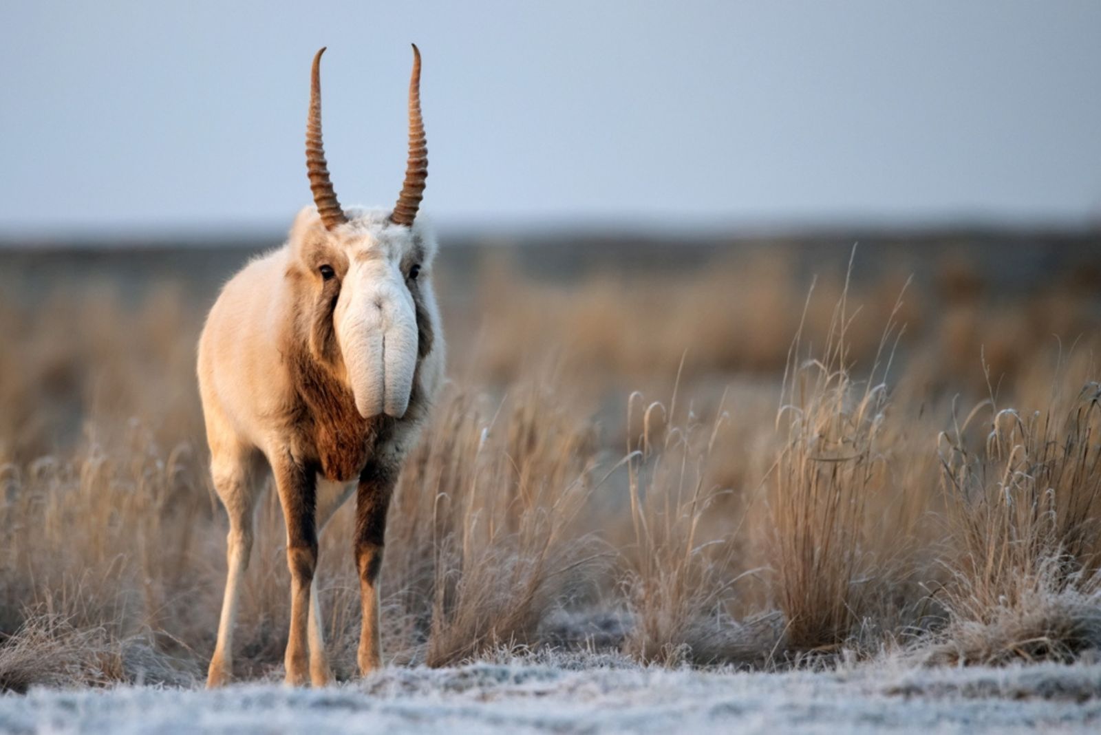 Saiga Antelope