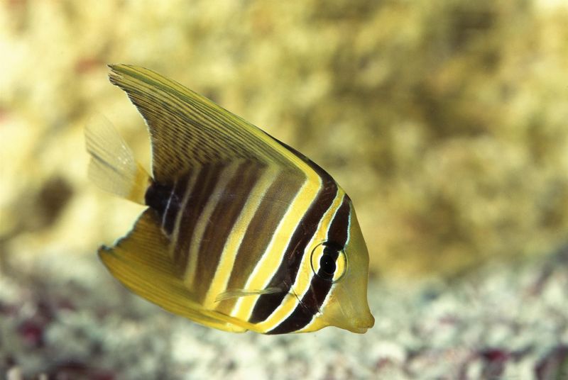 Sailfin Tang