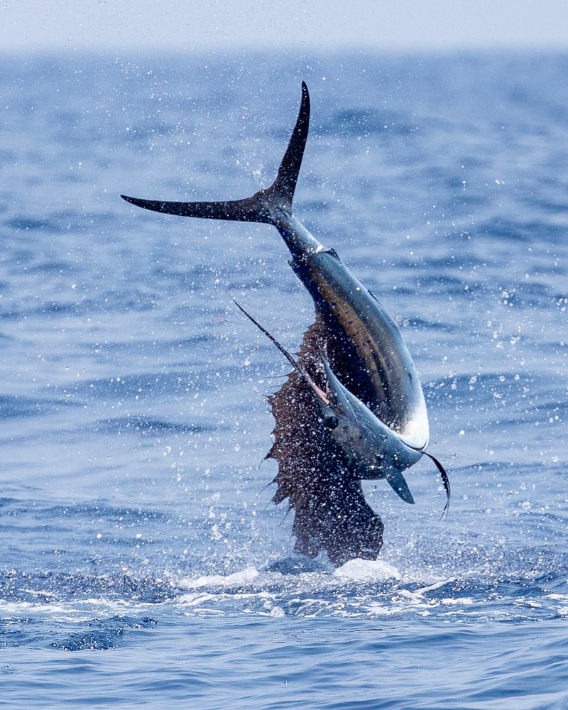 Sailfish