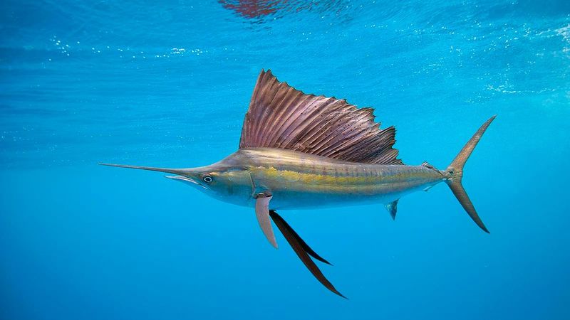 Sailfish