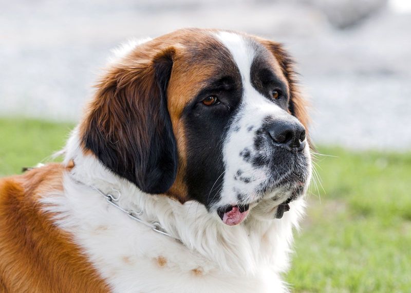 Saint Bernard