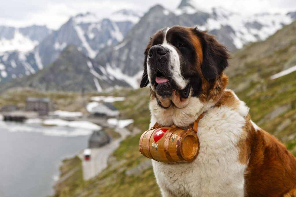 Saint Bernard