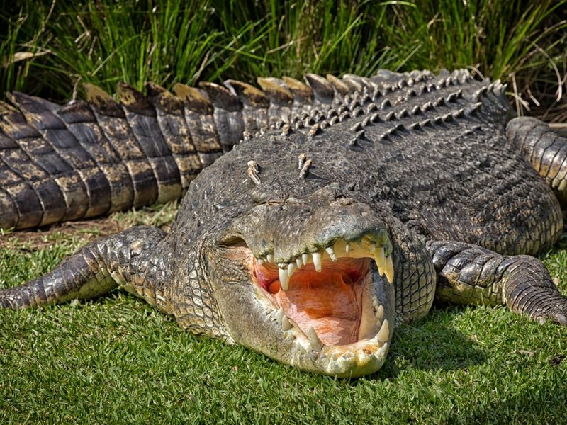 Saltwater Crocodile