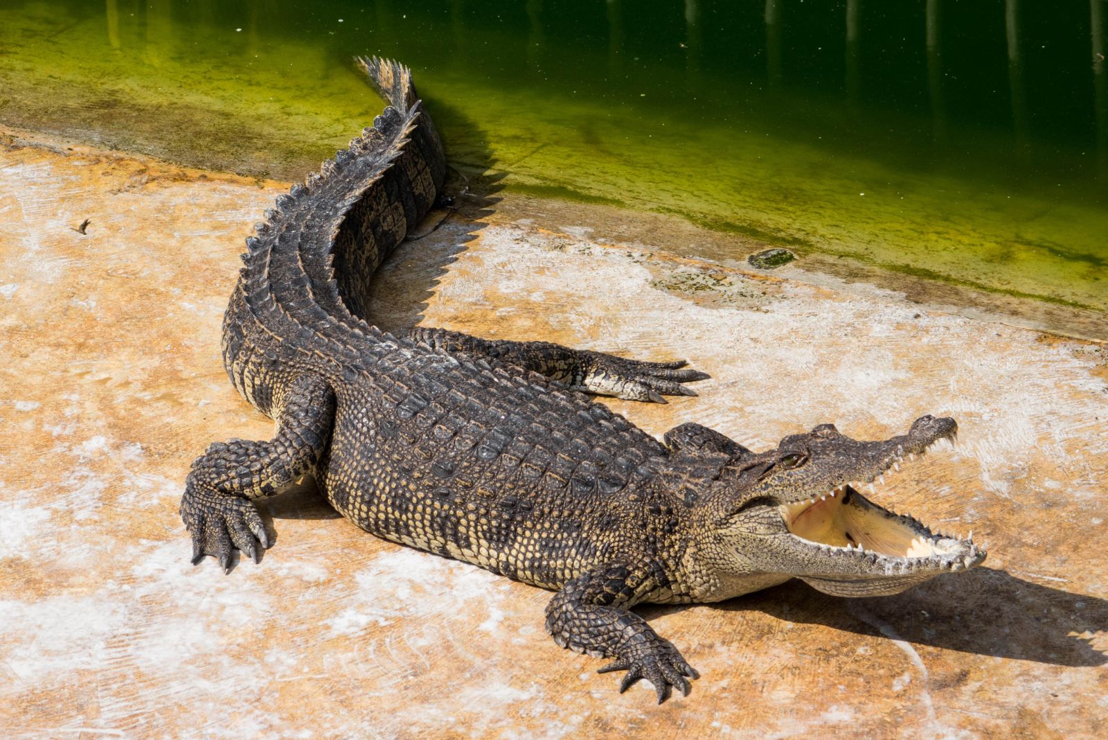 Saltwater Crocodile