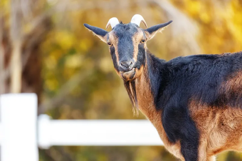 San Clemente Island Goat