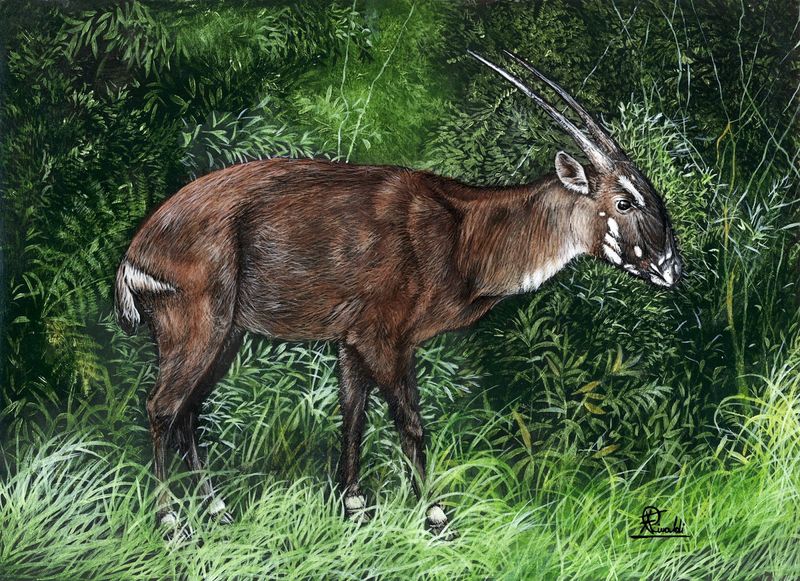 Saola