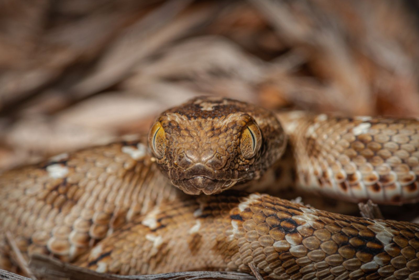 Saw Scaled Viper snake