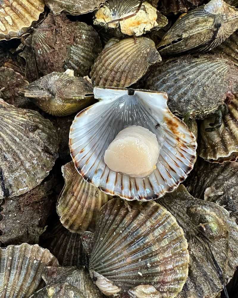 Scallop