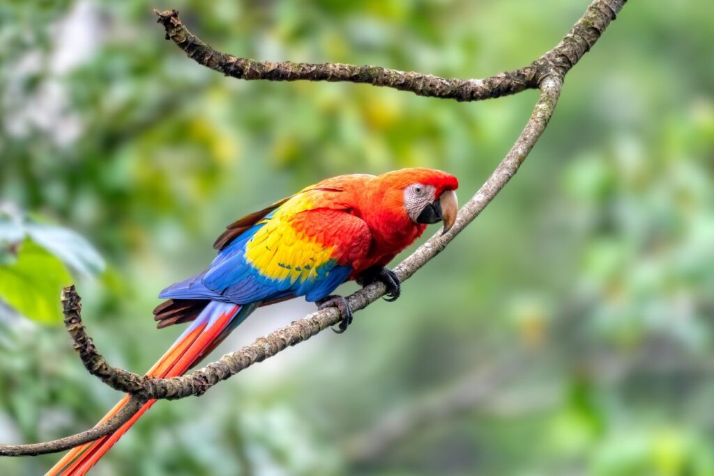 Scarlet Macaw