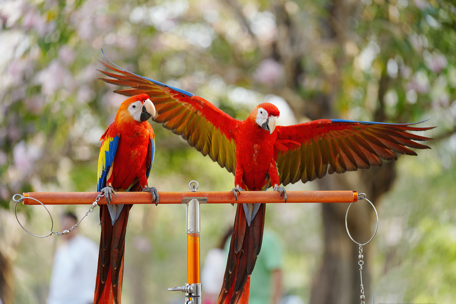 Scarlet Macaw