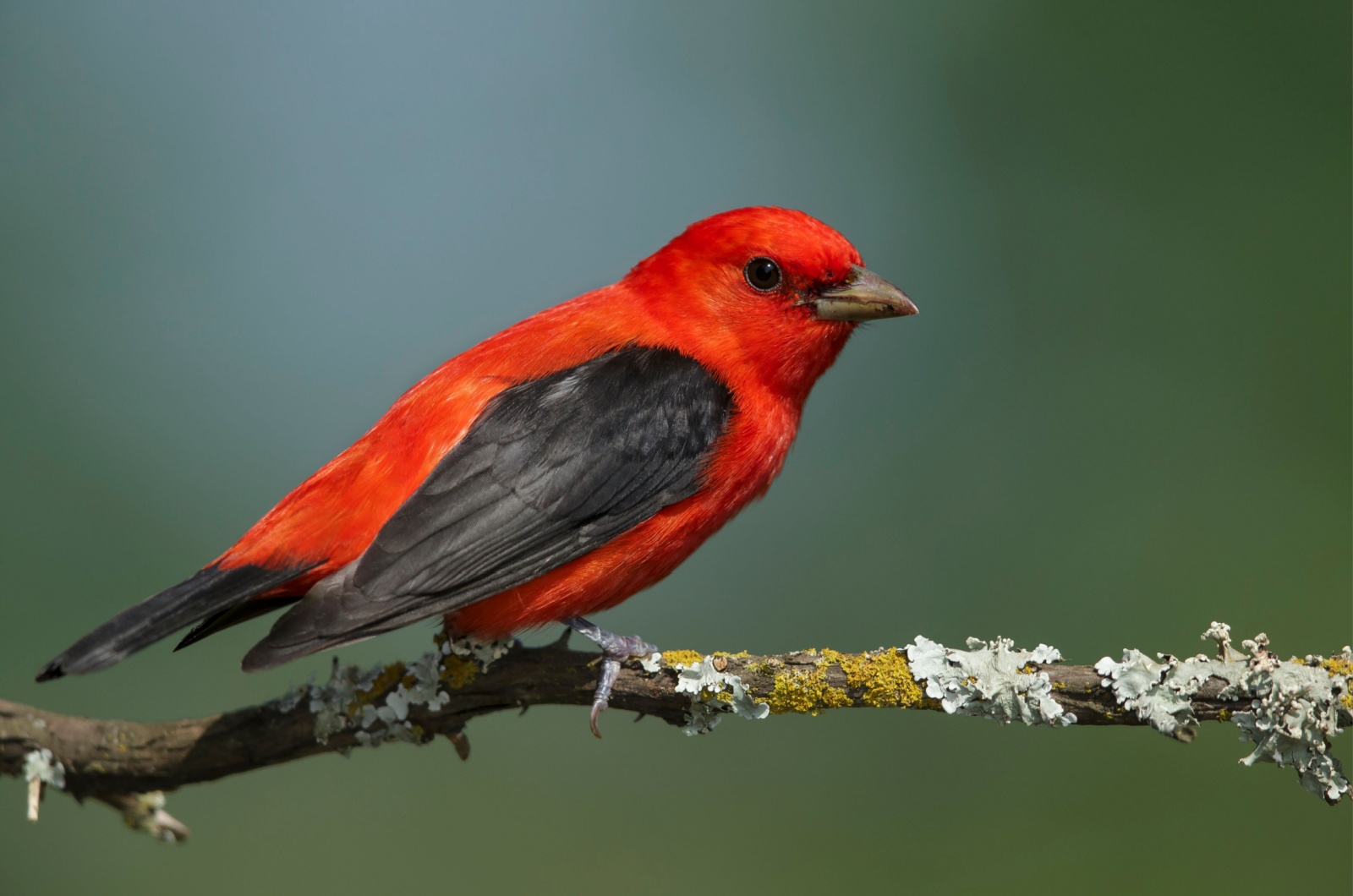 Scarlet Tanager