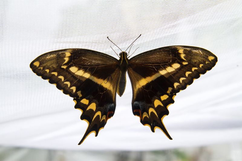 Schaus' Swallowtail