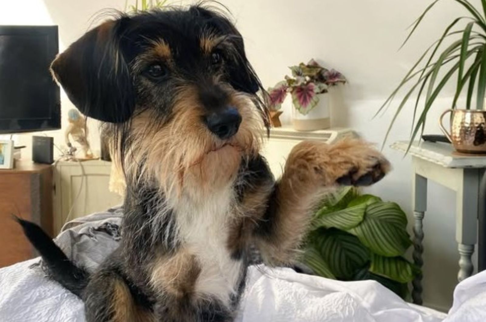 26 Dachshund Mix Breeds That Are Impossible Not To Fall In Love With
