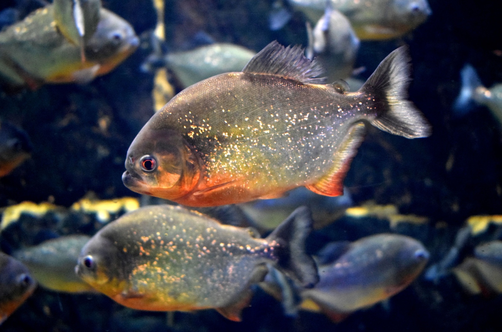 School of Piranhas