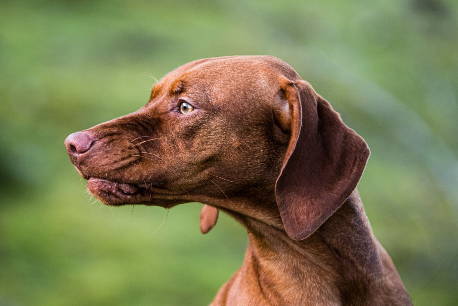 Scooby Doo dog