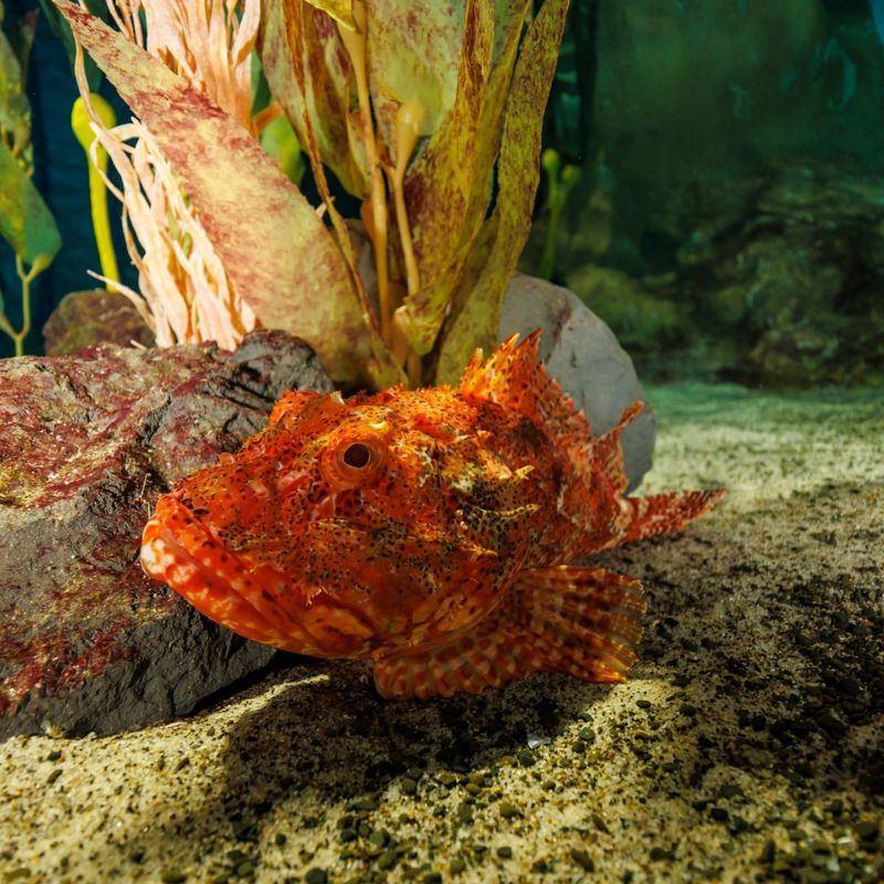 Scorpionfish