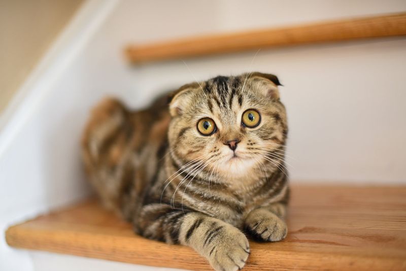 Scottish Fold