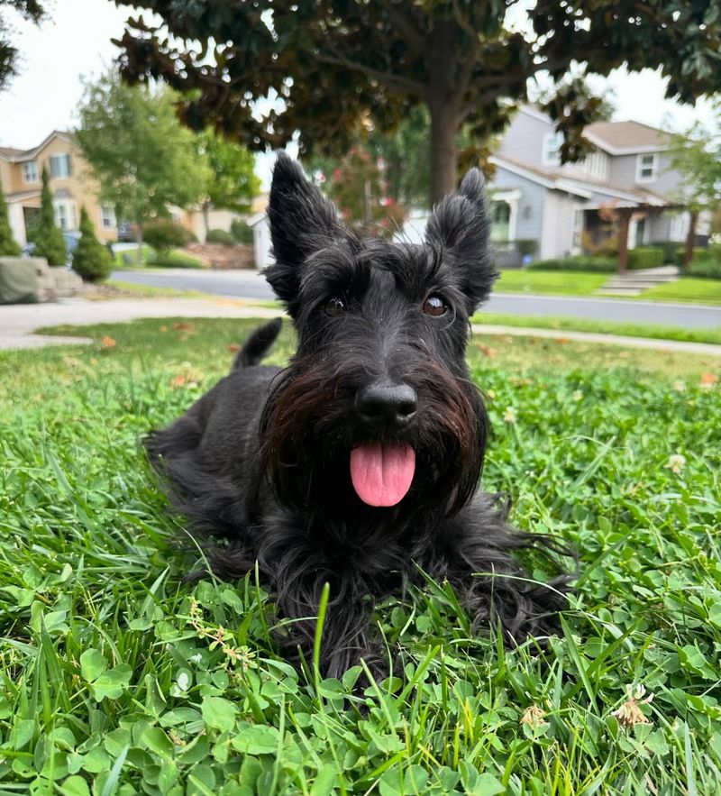 Scottish Terrier