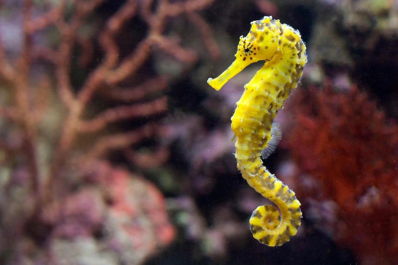 Sea Horse