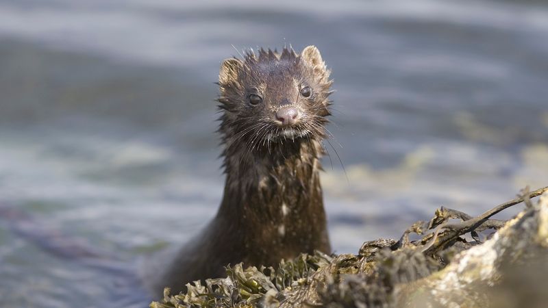 Sea Mink