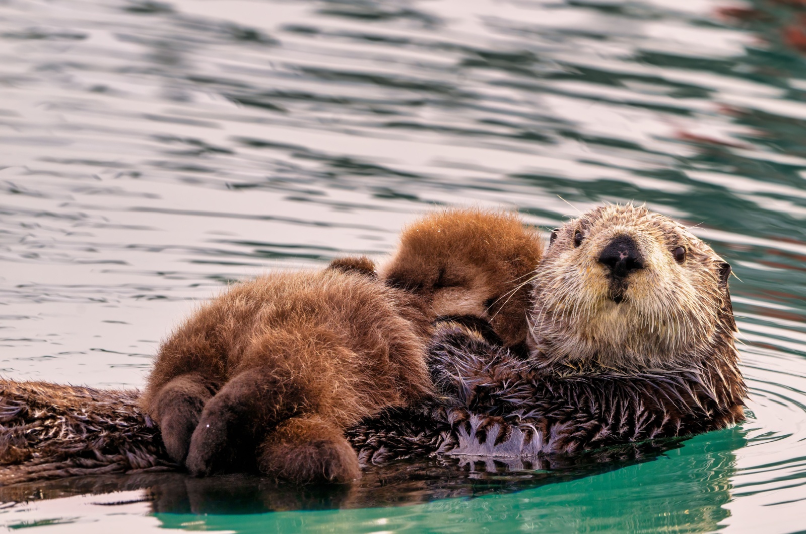 Sea Otters