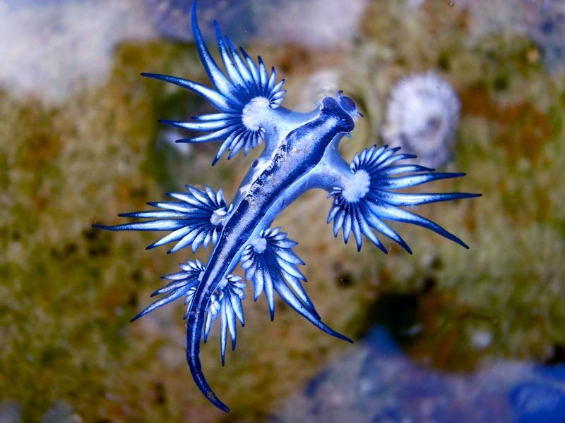 Sea Slug: Blue Dragon