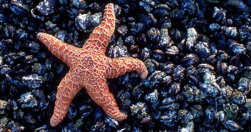 Sea Star