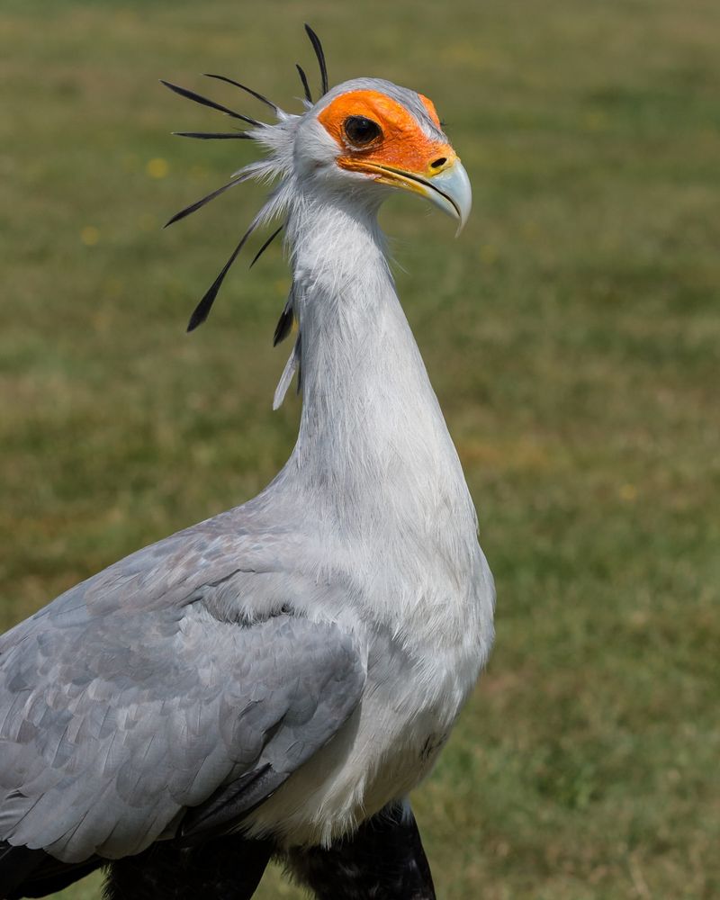 Secretary Bird