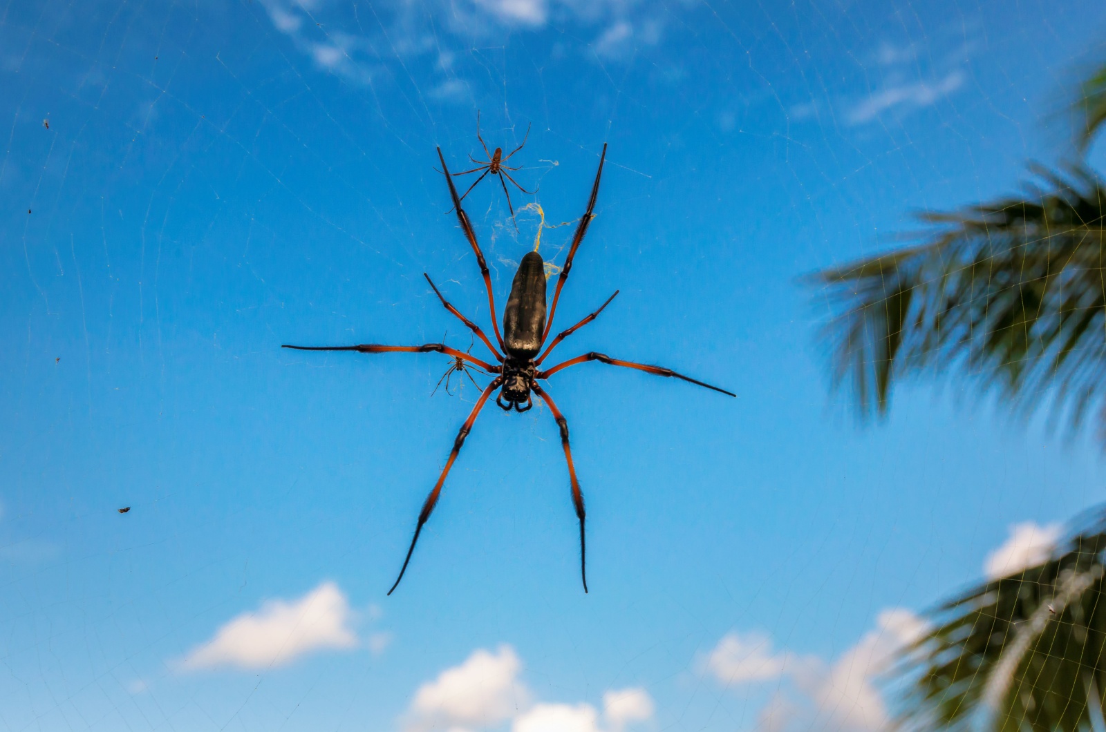 Seychelles Black Widow