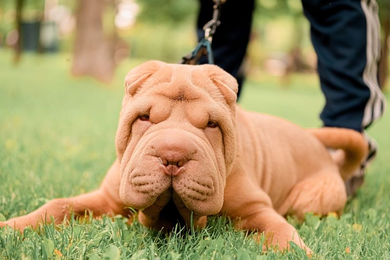 Shar Pei