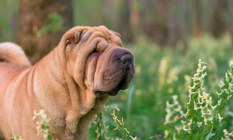 Shar Pei