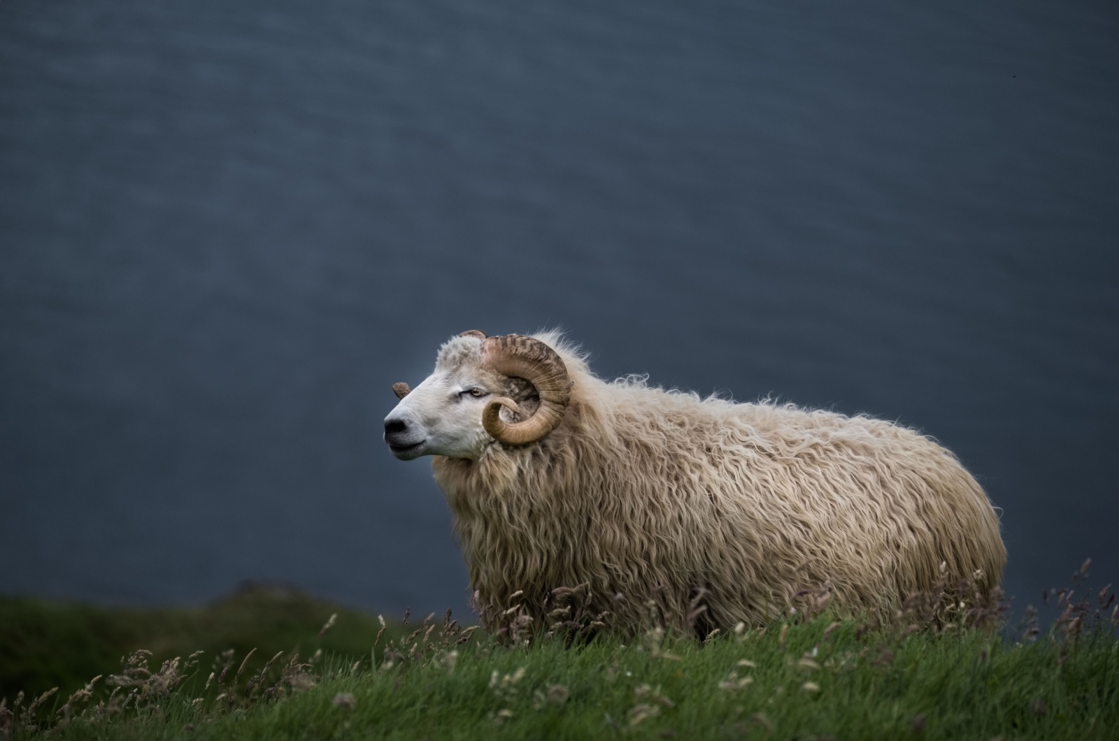 Shetland Sheep