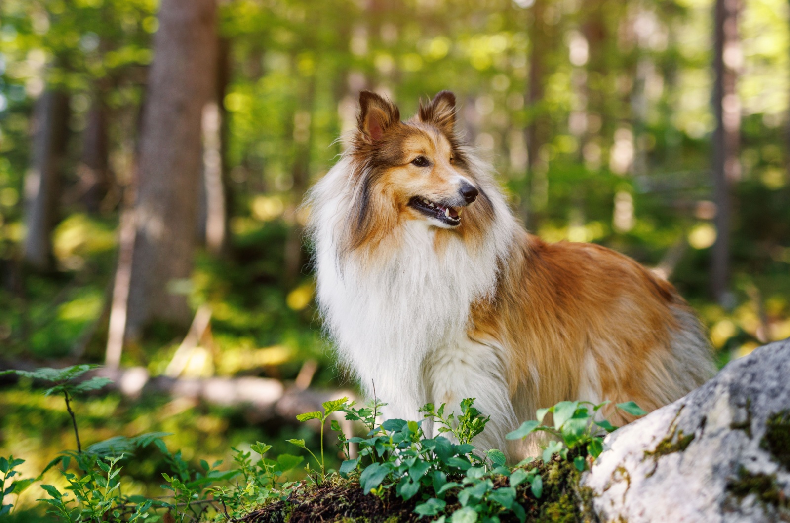 Shetland Sheepdog