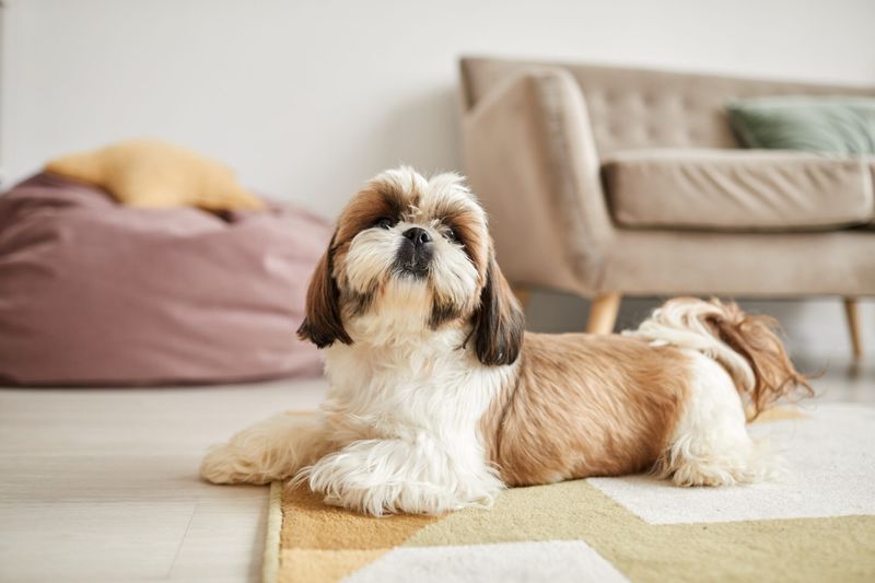 Shih Tzu